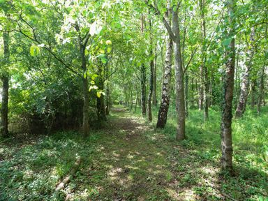 A path through trees in a forest at Dragonfly Lodge Whinburgh near Dereham
