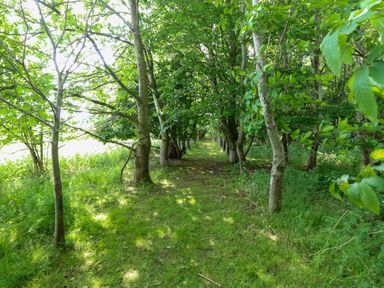 A pathway lined with trees in a green setting at Dragonfly Lodge in Whinburgh near Dereham