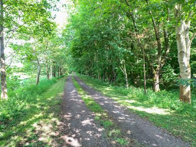 A pathway surrounded by trees at Dragonfly Lodge in Whinburgh near Dereham