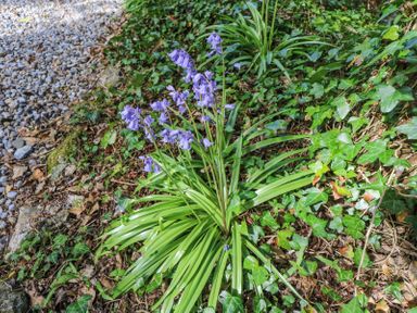 Bluebell flowers with long green leaves growing beside a gravel path surrounded by ivy plants at Dun na Ron in Oughterard County Galway