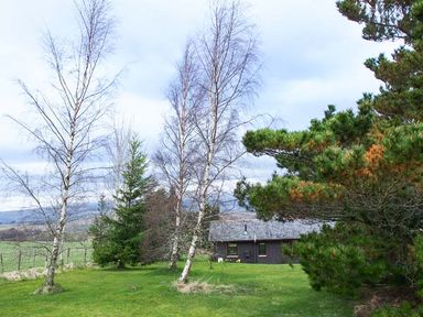 A grassy yard with several trees and a small dark-colored building in the background at Pine Lodge in Culbokie