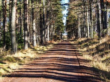 A dirt road running through a forest with tall trees on both sides at Pine Lodge in Culbokie