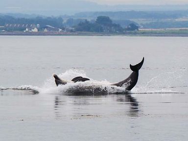 A whale splashing in the water with land and buildings in the background at Pine Lodge in Culbokie