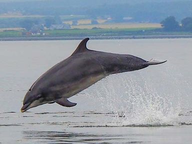 A dolphin jumping out of water with rural landscape in the background at Pine Lodge in Culbokie