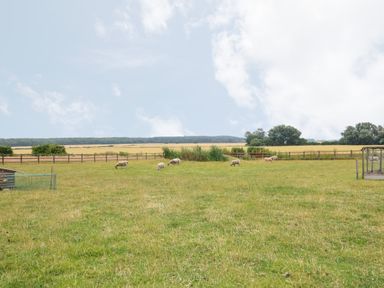 A fenced grassy field with sheep grazing and trees in the background at The Nook in Louth