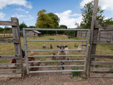 A metal farm gate with chickens and a sheep behind it in a fenced grassy field with a wooden shed in the background at The Nook in Louth