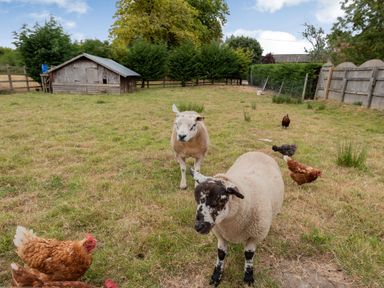 A fenced grassy yard with two sheep and several chickens near a wooden animal shelter at The Nook in Louth