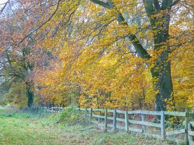 A wooden fence alongside trees with yellow and orange leaves in an outdoor setting at Woodside Cottage in Brompton-by-Sawdon