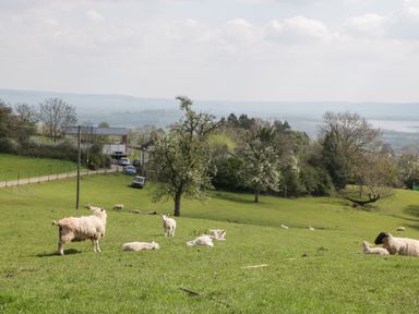 A grassy field with sheep and lambs near trees and a road at Moors Farm in Littledean
