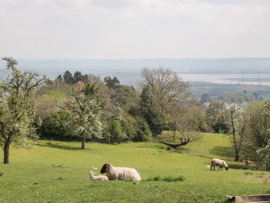 A green field with sheep and trees and hills in the background at Moors Farm in Littledean