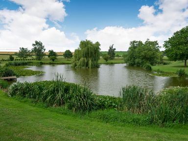 A pond with water plants and trees surrounding it at Teal Barn Annexe in St Weonards
