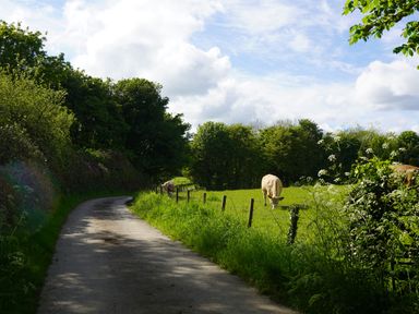 A country road next to a green field with cows and trees at Roe Deer Lodge in Castlewigg near Whithorn