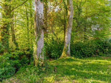 A wooded outdoor area with tall trees and green grass at Brook Cottage in Rosecraddoc Lodge near Liskeard