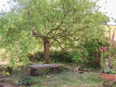 A garden area with a tree, a stone bench, and a potted plant with flowers at Owl's Nest in South Molton