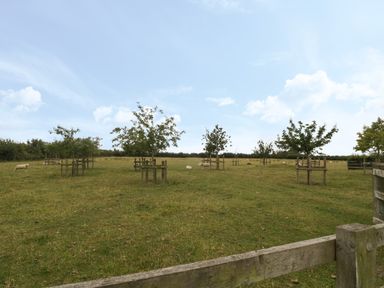 A fenced grassy field with young trees and sheep at Drover's in Sutton Mallet