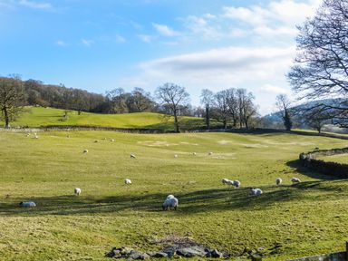 A green field with sheep grazing and trees in the background at Buttermere Sawrey near Hawkeshead