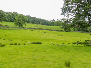 A green field with sheep grazing and trees in the background at Buttermere in Sawrey near Hawkeshead