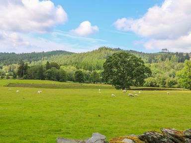 A green field with sheep grazing and trees with hills in the background at Buttermere Sawrey near Hawkeshead