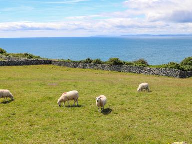 A grassy field with four sheep grazing near a stone wall and a large body of water in the background at Hendy Cottage in Llanbedr near Harlech