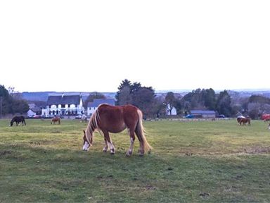 Horses grazing in a field with houses and trees in the background at Corner Cottage in Reynoldston near Swansea