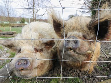 Two pigs behind a wire fence in an outdoor area with grass and trees at Y Felin - Moana in Borth near Aberystwyth