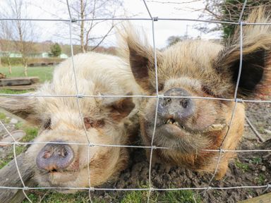 Two pigs behind a wire fence in an outdoor grassy area at Y Felin - Celyn in Borth