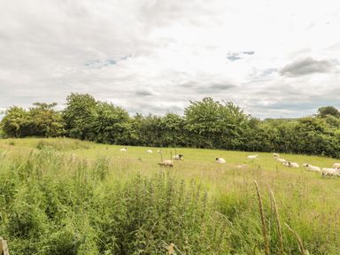 A grassy field with sheep and trees in the background at Little Gem Lodge in Charlesfield near St Boswells