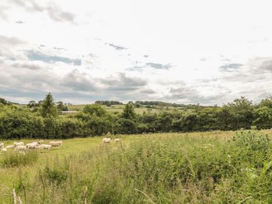 A field with sheep grazing near bushes and trees at Little Gem Lodge in Charlesfield near St Boswells