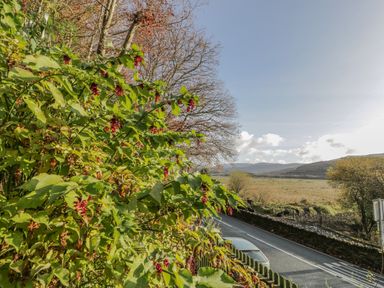 A roadside view with leafy plants and red berries by a road and fields at Bryn Melyn Artists Cottage Llanelltyd near Dolgellau