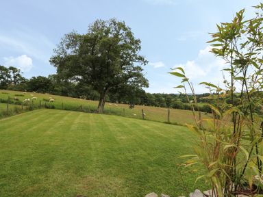 A grassy backyard with a large tree in the center and sheep grazing in a fenced pasture beyond at Pheasant Wood in Howey near Llandrindod Wells