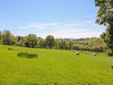 A green field with sheep grazing and trees in the background at Owl Cottage in Llandrindod Wells