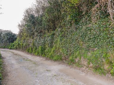 A dirt path bordered by dense bushes and greenery at The Beach Halt in Perranporth