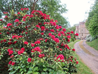 A garden with a large bush of red flowering plants next to a gravel driveway and a stone building in the background at Haslington House in Malvern