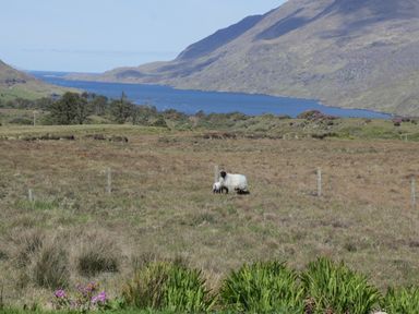 A field with two sheep near a fence and a body of water with mountains in the background at Seaspray in Tully County Galway