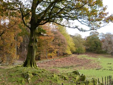 A large tree with moss on its trunk in a grassy field with other trees and sheep at The Oaks in Bowness & Windermere