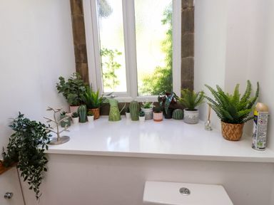 A windowsill with various small potted plants and a spray can above a toilet at Menai View near Menai Bridge