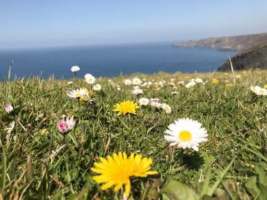 A field with wildflowers overlooking a sea and cliffs at The Milking Parlour in Highampton