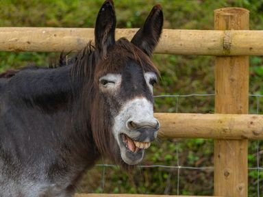 A donkey standing near a wooden fence in a grassy area