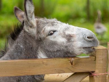 A donkey biting a wooden fence with a green background at The Milking Parlour in Highampton
