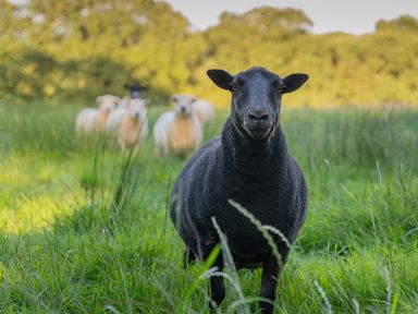 A black sheep standing in the grass with white sheep in the background in a field at The Milking Parlour in Highampton