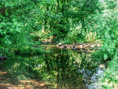 A small stream surrounded by dense green trees and vegetation at The Barn at Waunlippa in Narberth