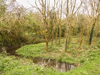 A small stream flowing through a wooded area with grass and leafless trees at The Sanctuary in Killavullen near Mallow