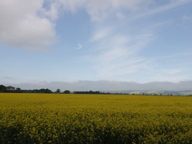 A field of yellow flowers under a blue sky with some clouds and trees in the distance at Cow Byre in Malton