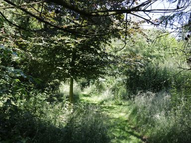 A grassy path surrounded by dense green bushes and trees at Cow Byre in Malton
