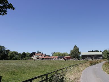 A country road leading to farm buildings with cows in a grassy field at Cow Byre in Malton