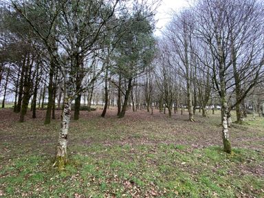 A wooded area with leafless trees and a grassy ground covered with fallen leaves at Oak Cottage in Bryngwenith near Newcastle Emlyn