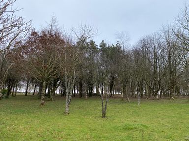 A grassy field with leafless trees on a cloudy day at Oak Cottage in Bryngwenith near Newcastle Emlyn