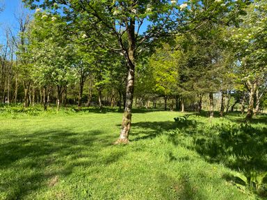 A grassy clearing with trees and green plants under a clear blue sky at Oak Cottage in Bryngwenith near Newcastle Emlyn