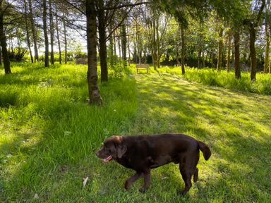A brown dog walking on grass near trees with a wooden bench in the background at Oak Cottage in Bryngwenith near Newcastle Emlyn