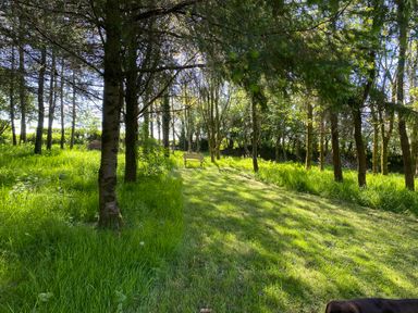 An outdoor wooded area with grass a bench and trees at Oak Cottage Bryngwenith near Newcastle Emlyn